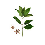Illicium verum